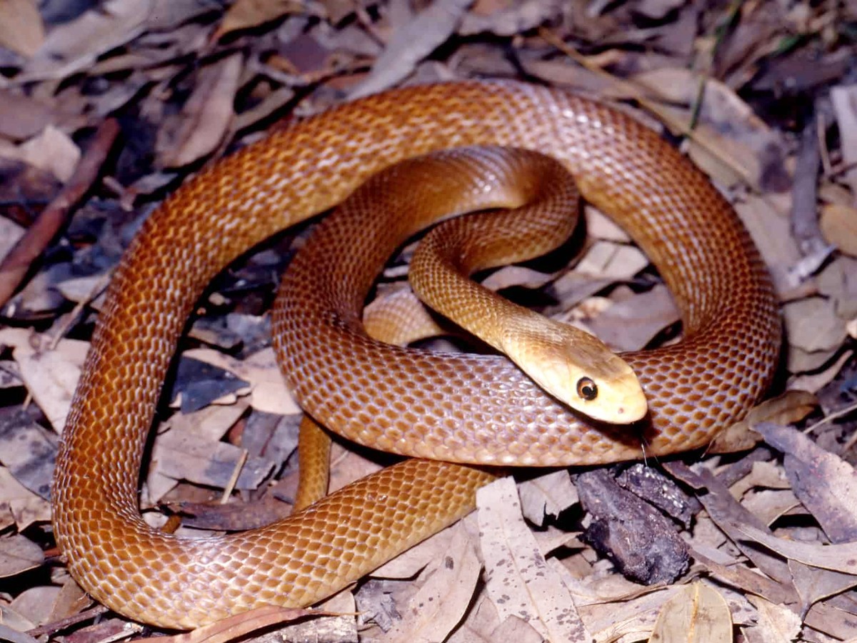 6._20Coastal_20taipan.jpg 12