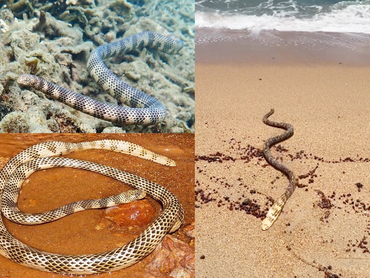 7._20Dubois_20sea_20snake-1.jpg 15