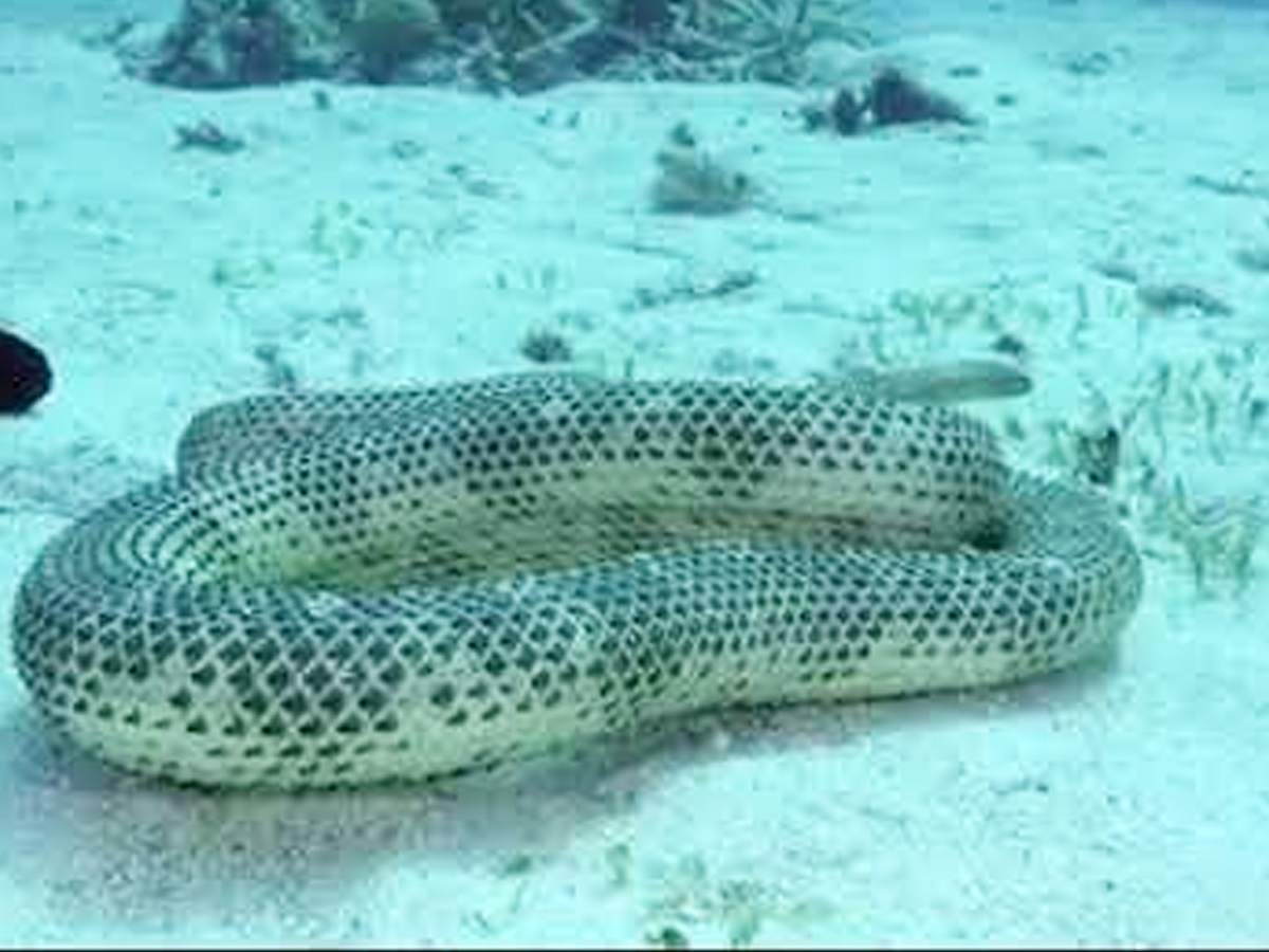 7._20Dubois_20sea_20snake.jpg 14