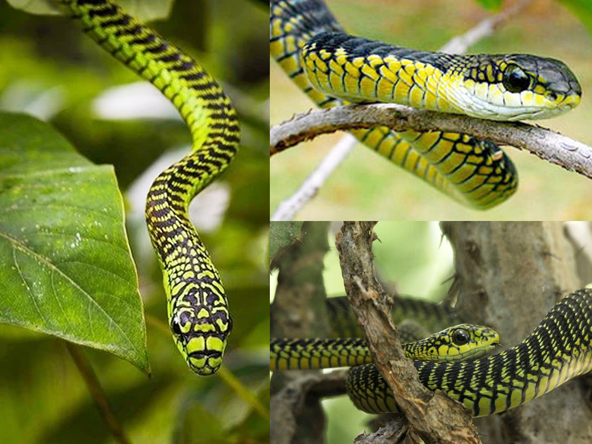8._20Boomslang-1.jpg 17