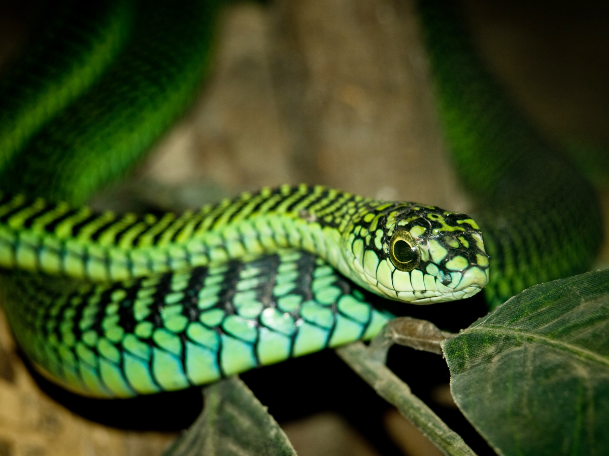 8._20Boomslang.jpg 16