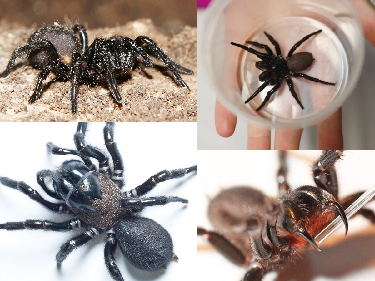 9._20Funnel-web_20spider-1.jpg 19