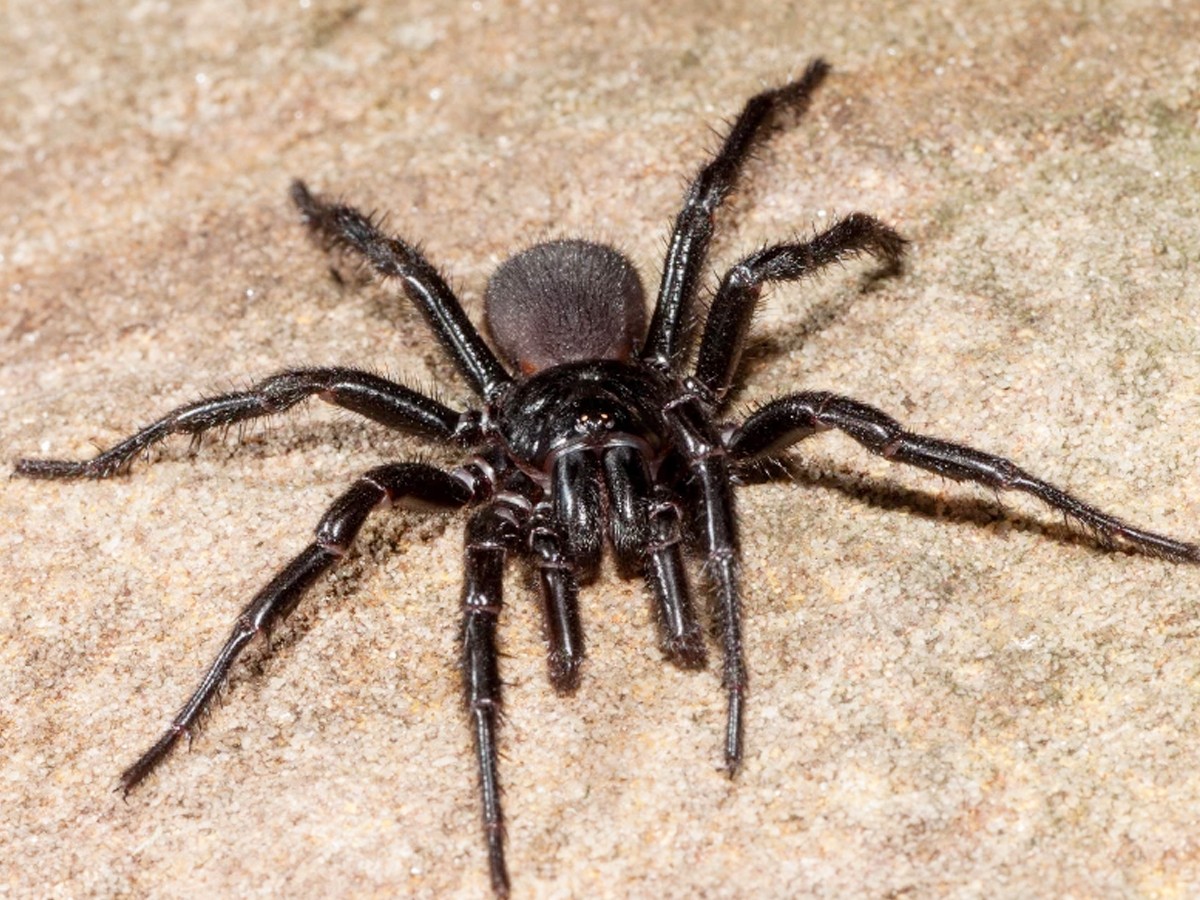 9._20Funnel-web_20spider.jpg 18