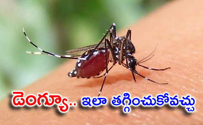 dengue-Fever-Symptoms.jpg