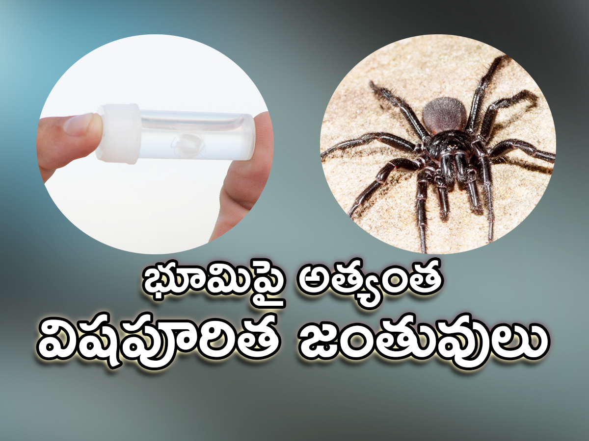 venomous-animals-main-image_0.jpg 1