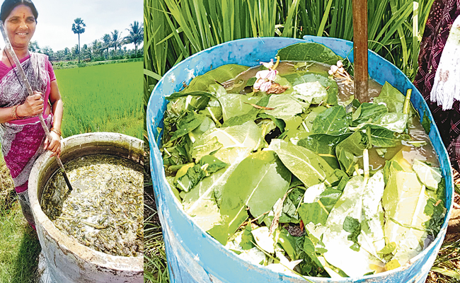 Chemical-Free-Agriculture.jpg