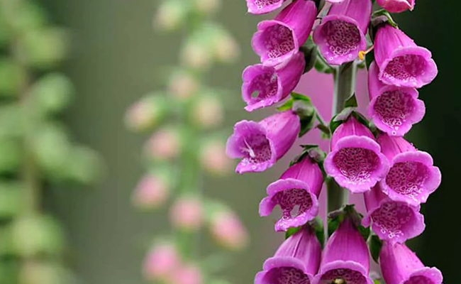 Foxglove.jpg