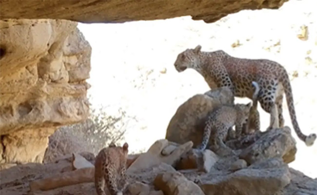 leopard.jpg