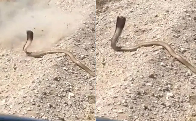 snake.jpg