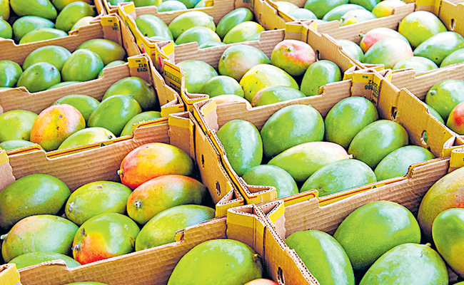 MANGO.jpg