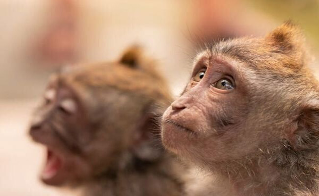 monkey.jpg