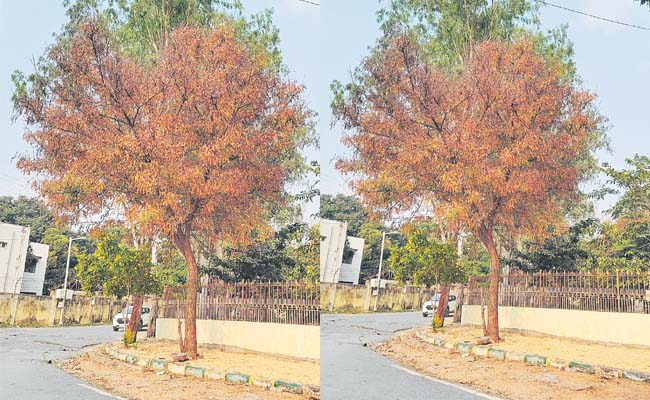 neem.jpg