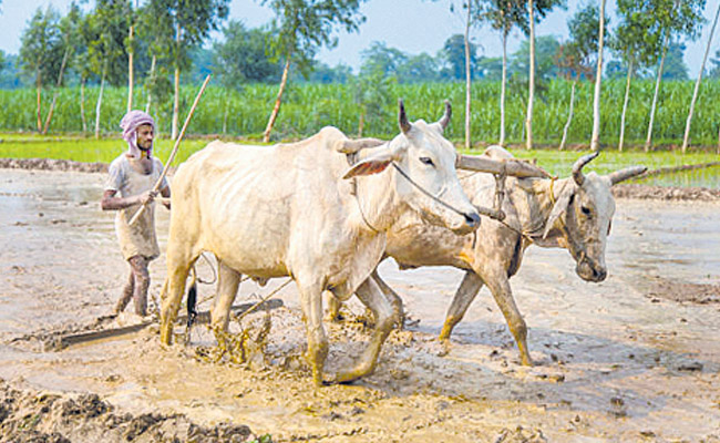 ploughing.jpg