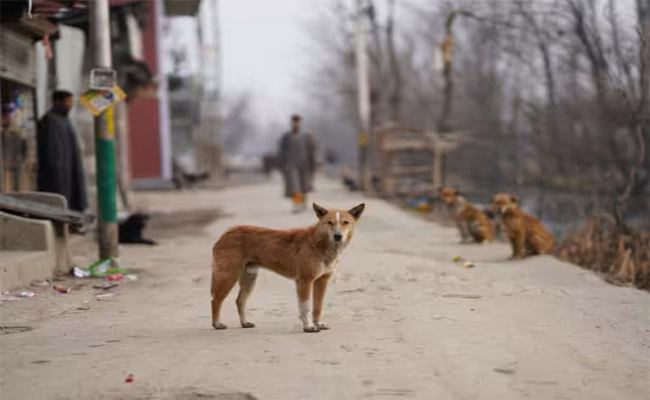 street-dogs.jpg