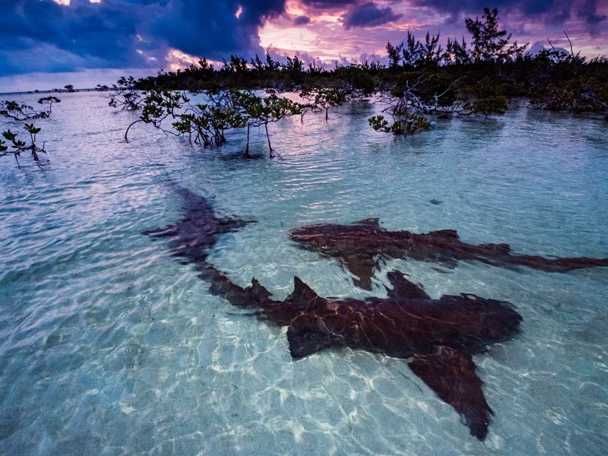 13.Shane-Gross-bahamas.jpg 13