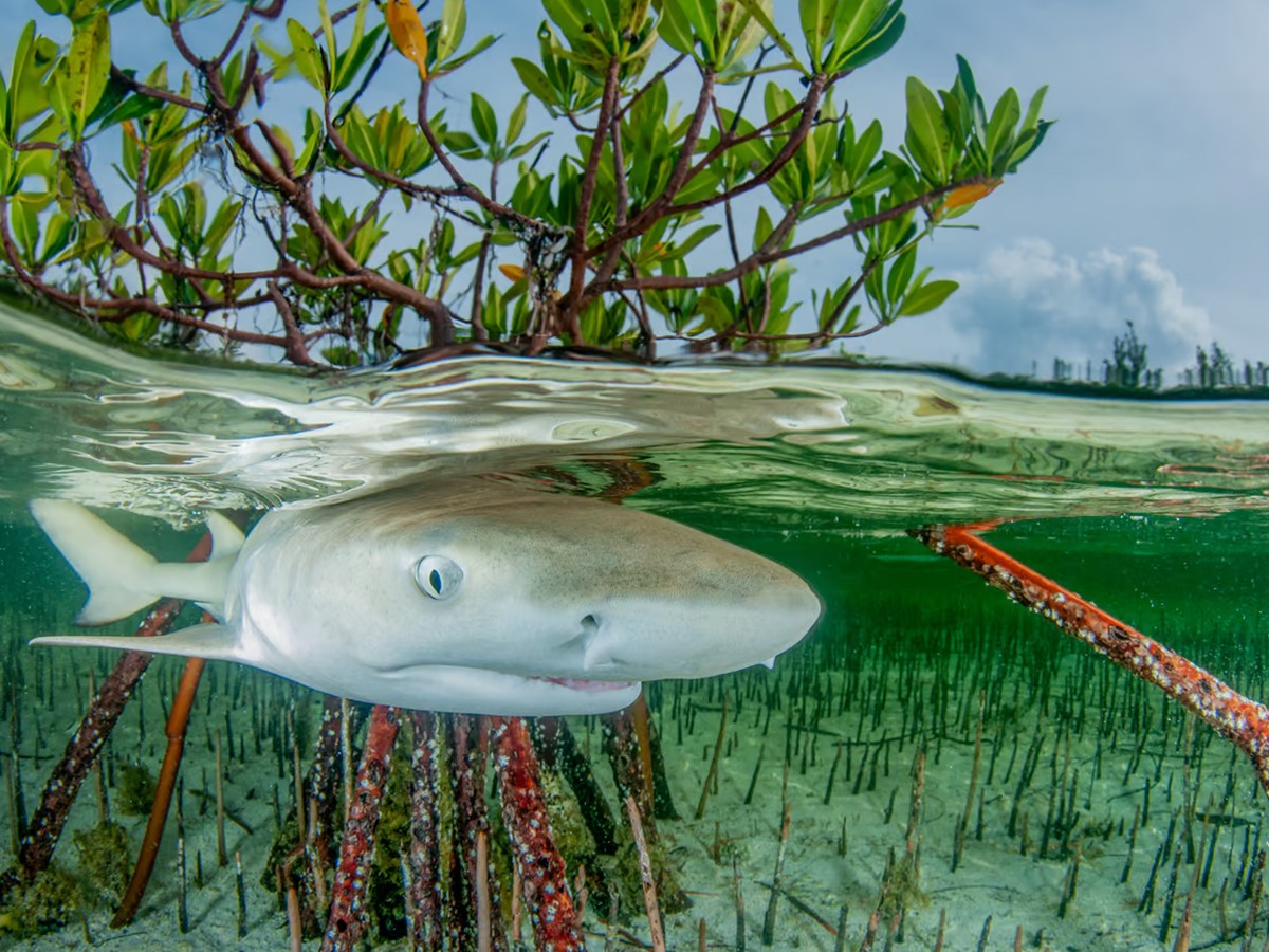 6._20Anita-kainrath-bahamas.jpg 6