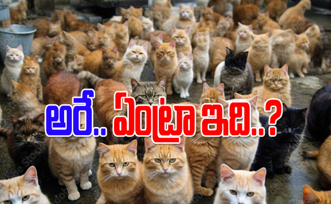 cats.jpg