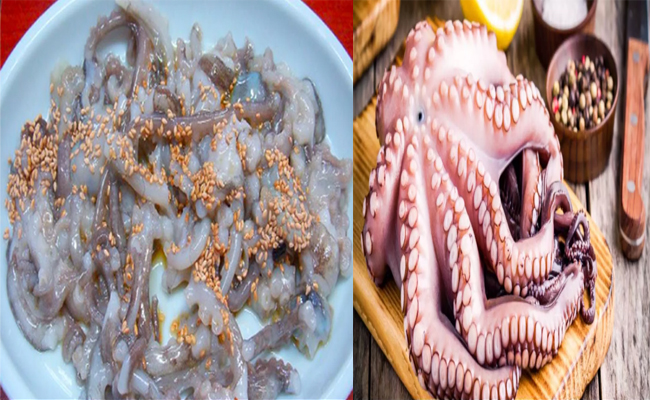 octopus.jpg