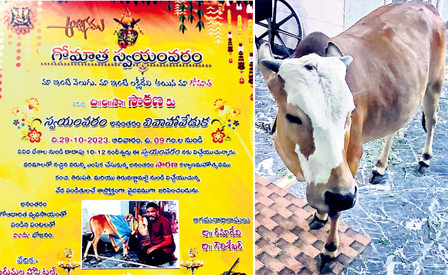 cow.jpg