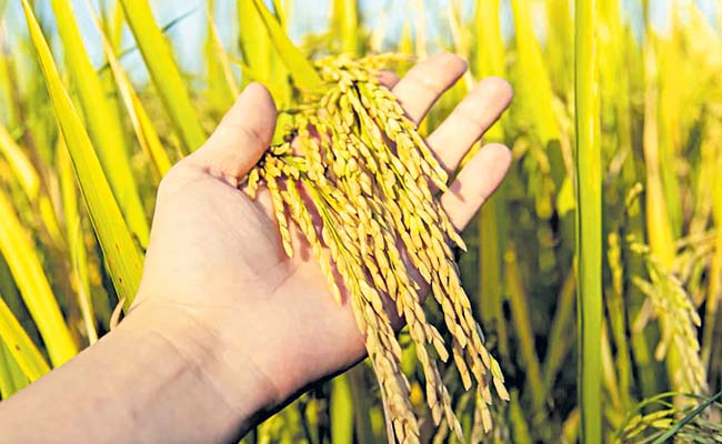 grains.jpg