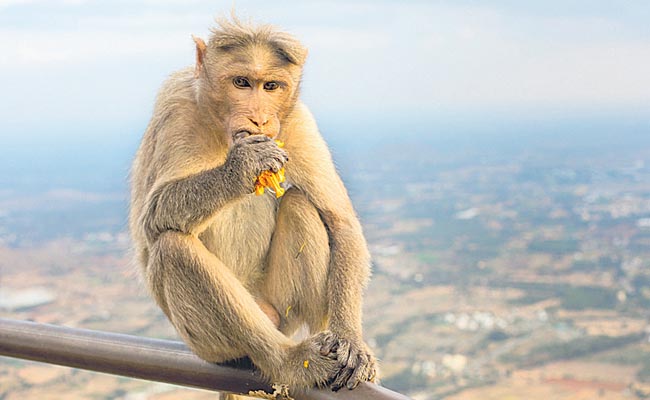 monkey_20problem.jpg