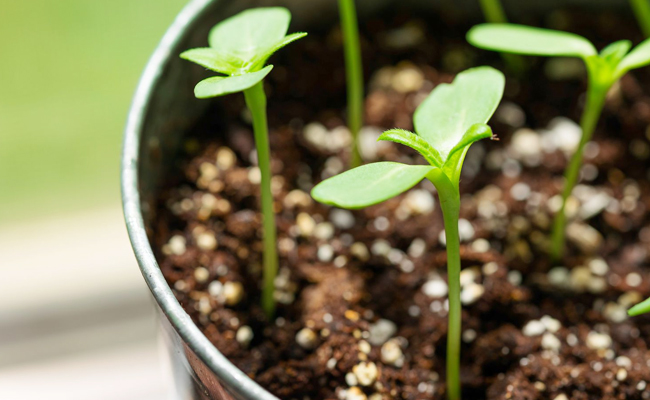 Organic-Fertilizers.jpg