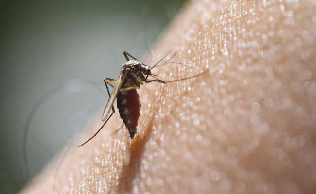 Zika_img.jpg