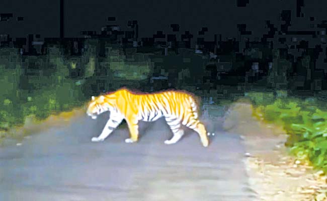 tiger.jpg