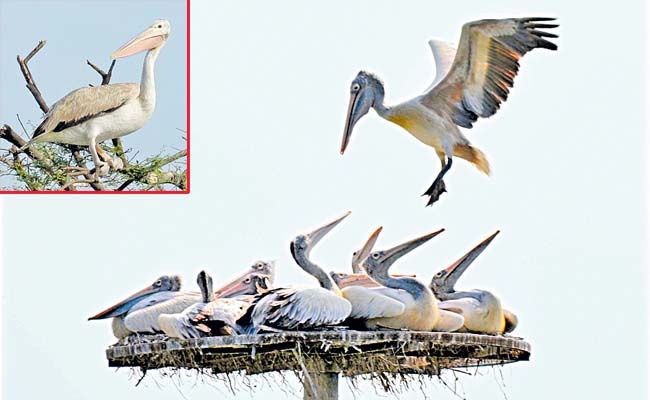 birds.jpg
