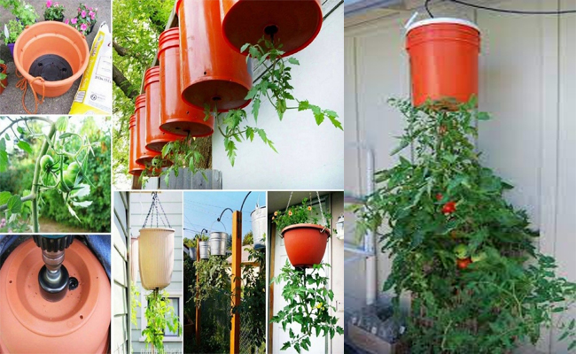 tomato.jpg