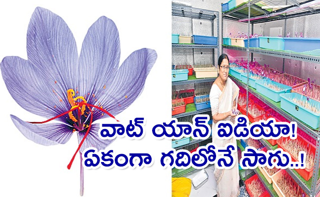 Saffron-Cultivation-At-Home-From.jpg