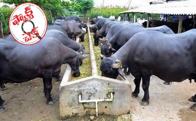 dairy-farm.jpg