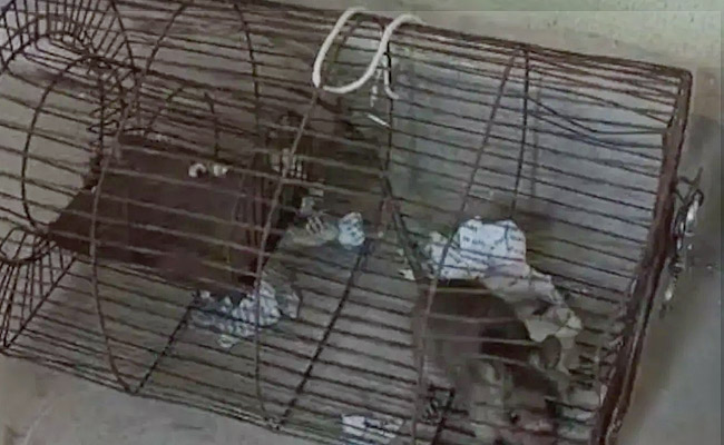 Rat.jpg