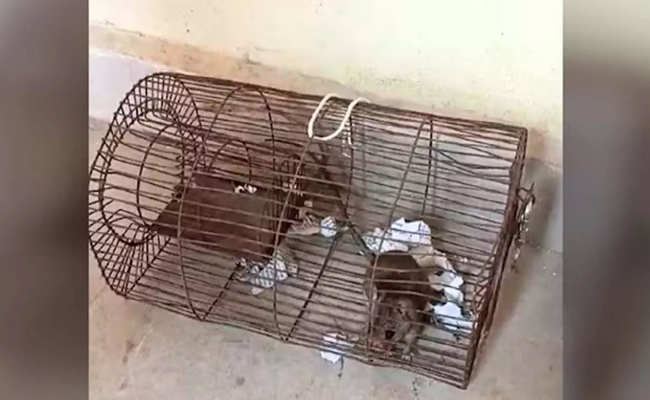 RatArrest_img.jpg