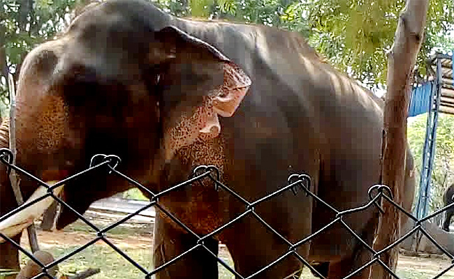 SV-Zoo-Park-Tirupati.jpg