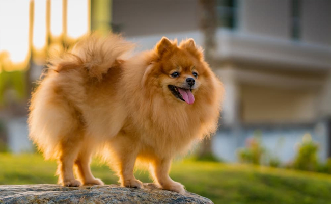 pets01.jpg
