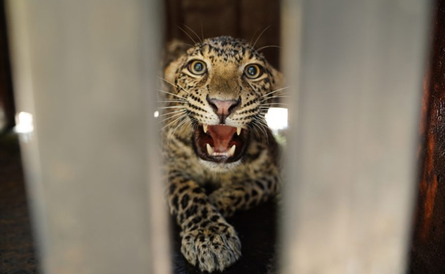 leopard-attack-TamilNadu.jpg