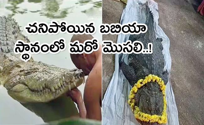 After-Babiya-New-Crocodile-Seen.jpg