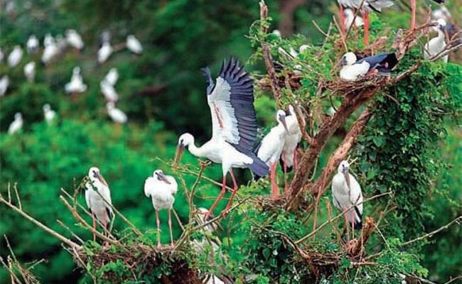 birds.jpg