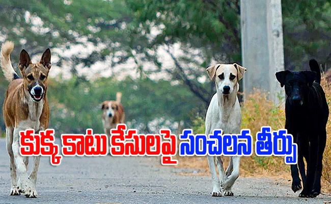 dog2.jpg