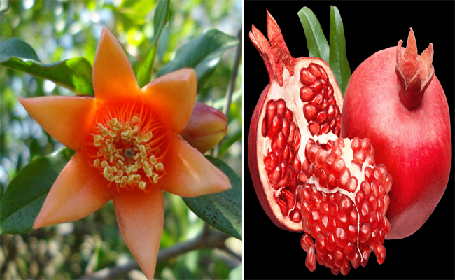 pomogranate.jpg