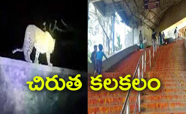 Cheetah-Walk-On-Tirumala.jpg