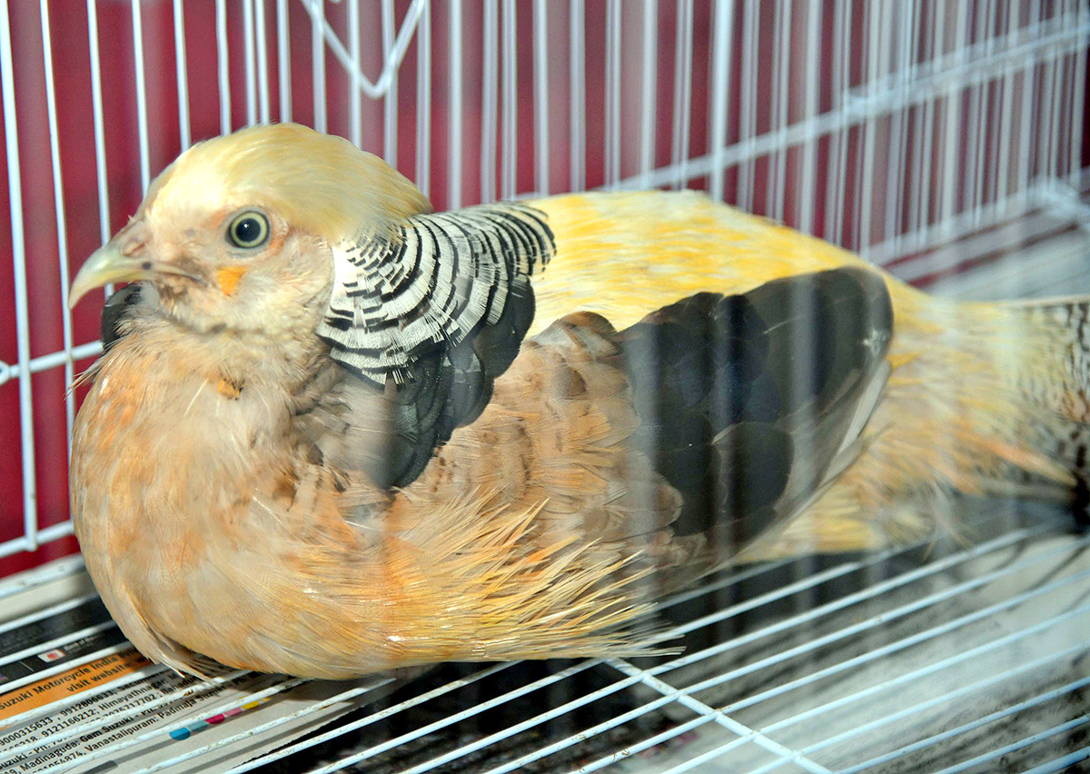 Exhibition_20Of_20150_20Types_20Foreign_20Birds_20In_20Hyderabad-5.jpg 4