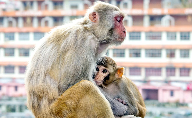 Monkey.jpg