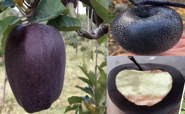 BlackDiamond_20Apple.jpg