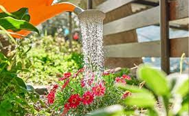 garden.jpg