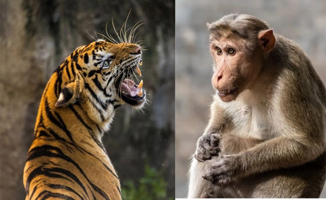 monkey.jpg