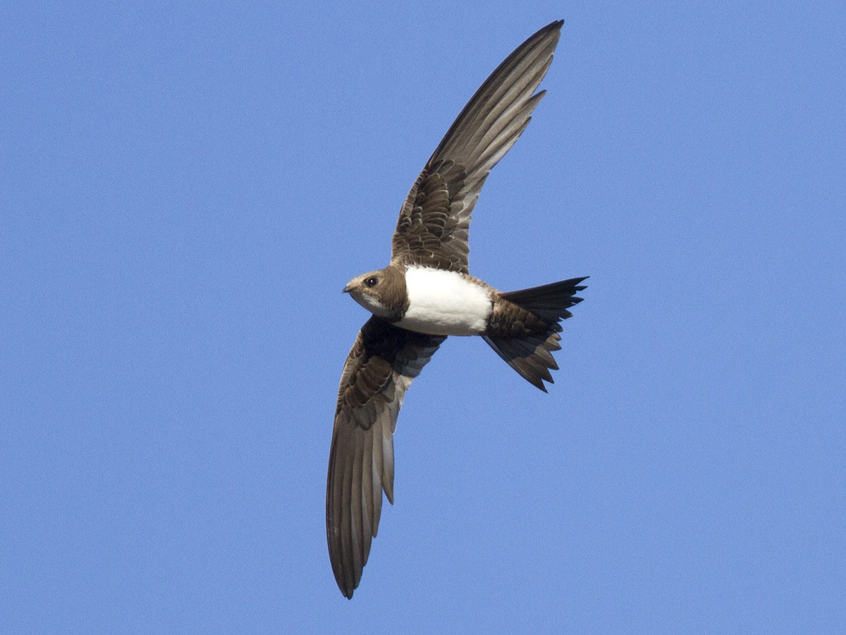 Alpine-swift-bird.jpg 2