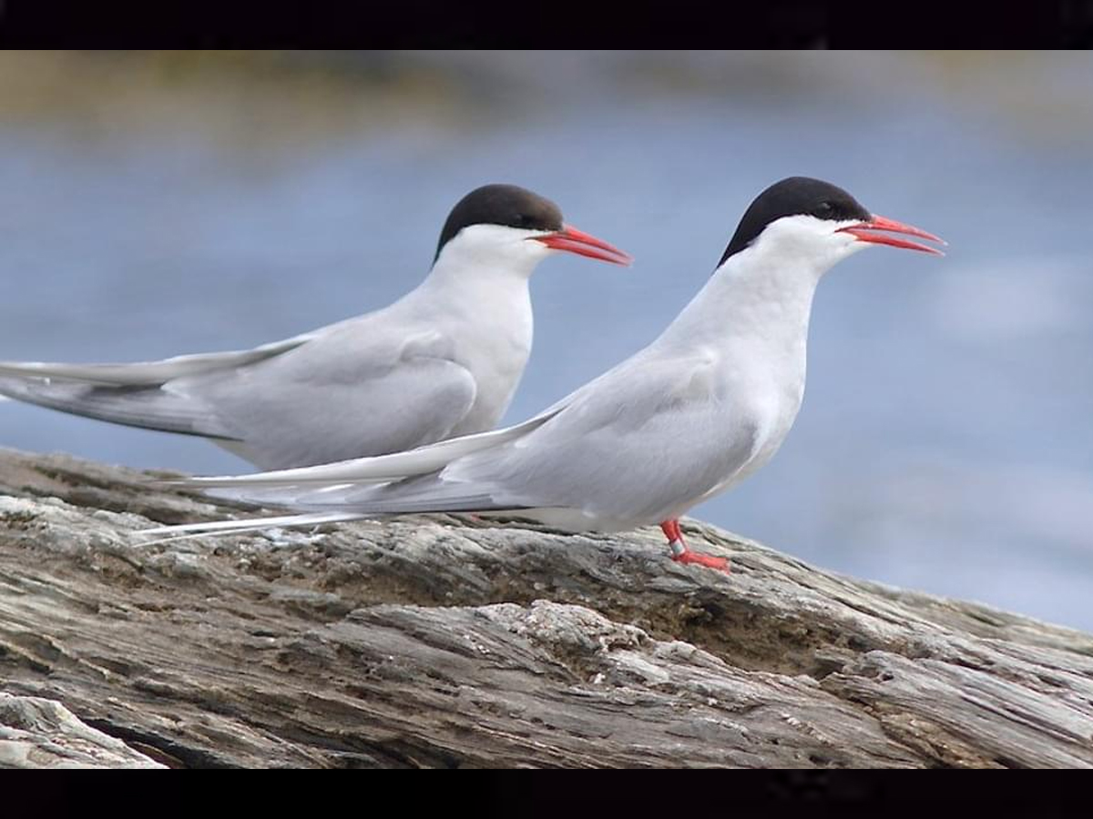 Arctic-Tern-Bird.jpg 3