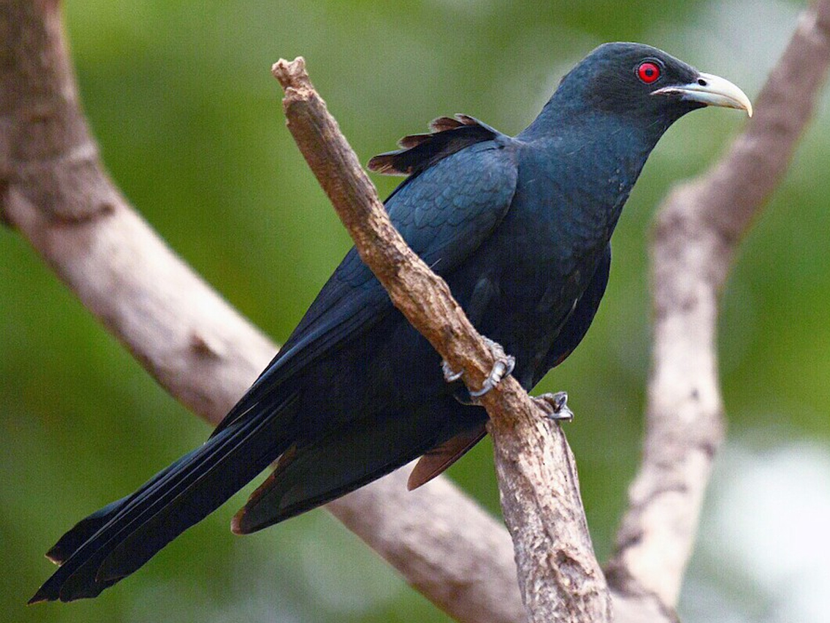 Asian-Koel-Bird.jpg 4